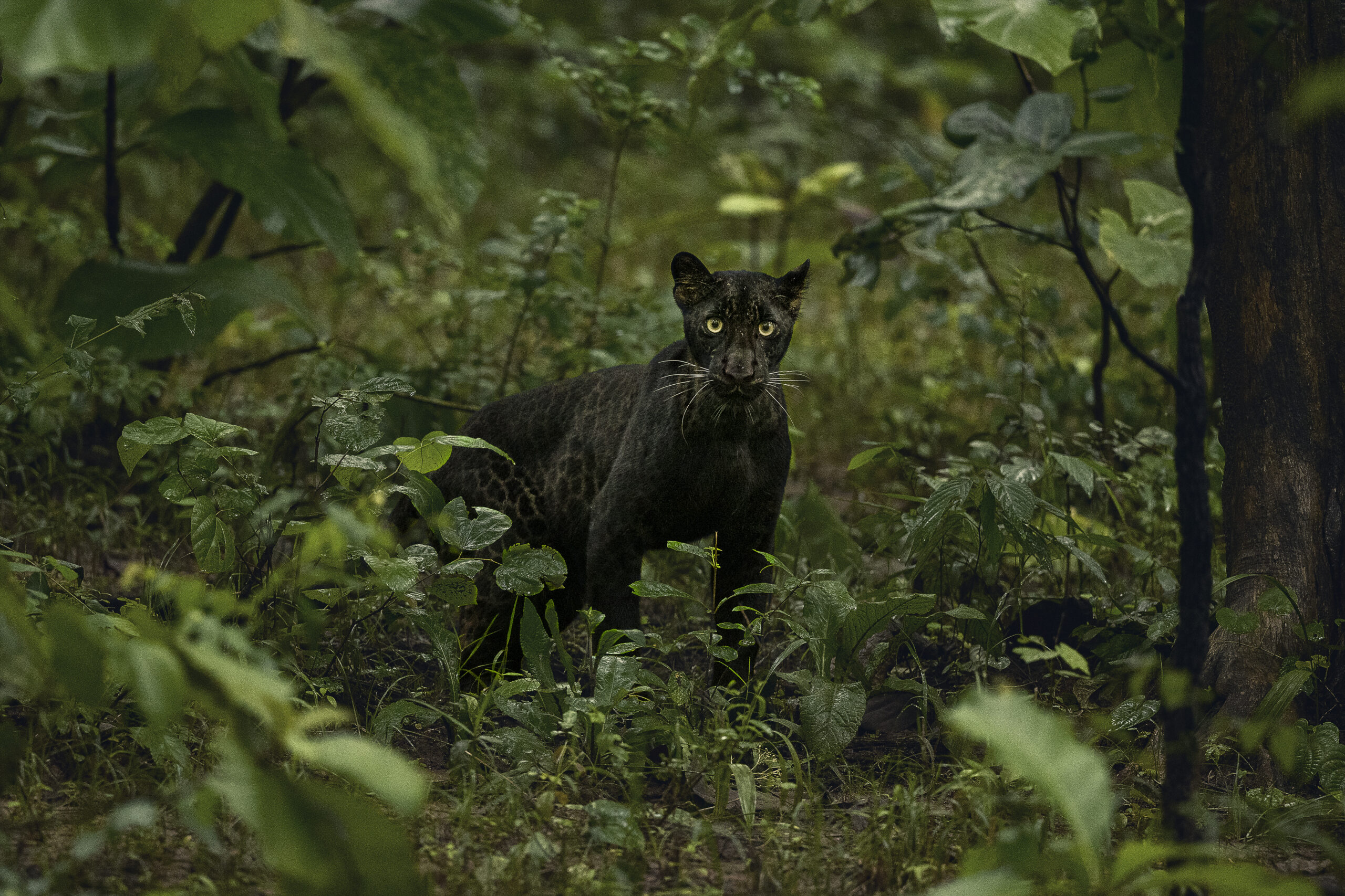 A Unique Model of Conservation, Livelihood and Co-existence: Pench Tiger Reserve