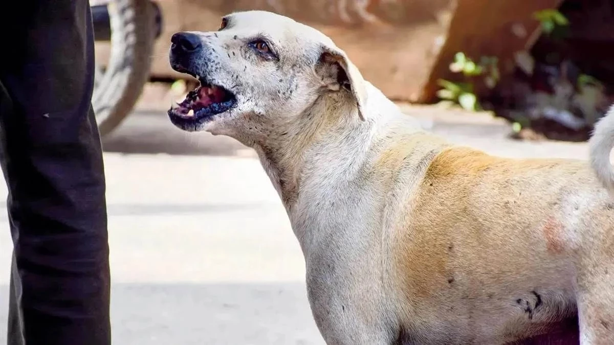 आवारा कुत्तों और बेसहारा मवेशियों के प्रबंधन के लिए मध्य प्रदेश सरकार ने तैयार की एसओपी