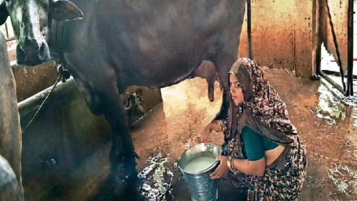 एमपी की प्रीति बाई बनीं डेयरी क्वीन, सालाना कमा रहीं 95 लाख रुपये, 3 भैंसों से की थी शुरुआत