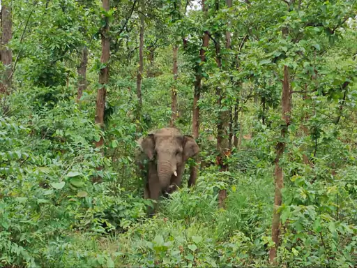 रायगढ़ में हाथियों ने 6 किसानों की धान फसल रौंदी:कच्चा मकान भी तोड़ा, रात में बस्तियों तक पहुंचे दो हाथी, ड्रोन से निगरानी