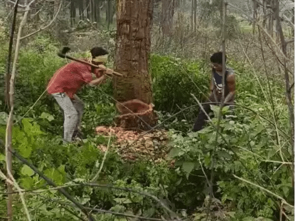 दिसंबर तक कटना हैं डेढ़ लाख पेड़, अबतक कटे 4516:डिंडौरी में 600 मजदूर रोज 565 वृक्ष काट रहे; फिर भी कटाई की रफ्तार धीमी